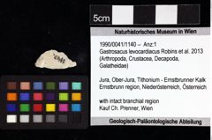 Foto (Objket + Etiketten) von Gastrosacus levocardiacus (Robins et al., 2013) 